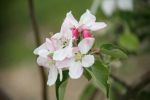 Image of ORCHARD VIEW HOMESTAY AND B&B - Taupo